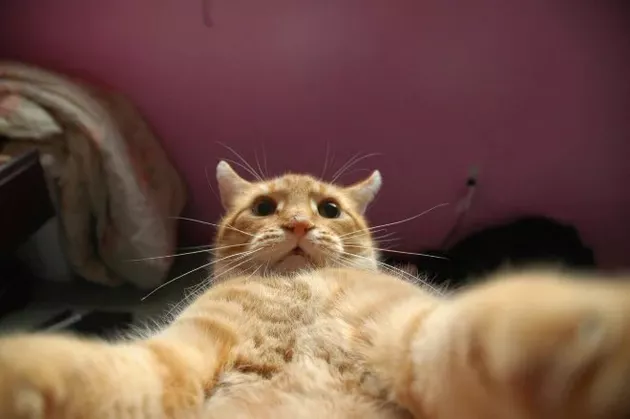 15 Cats Living Their Best Life In The Garden